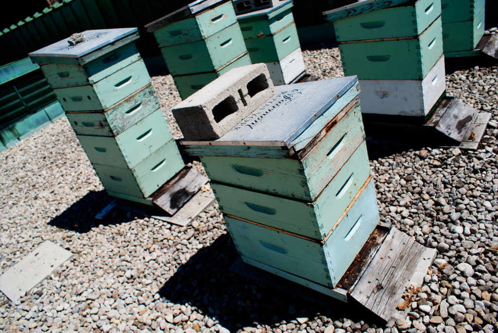 Developers are vying for bee-condo space in this city.