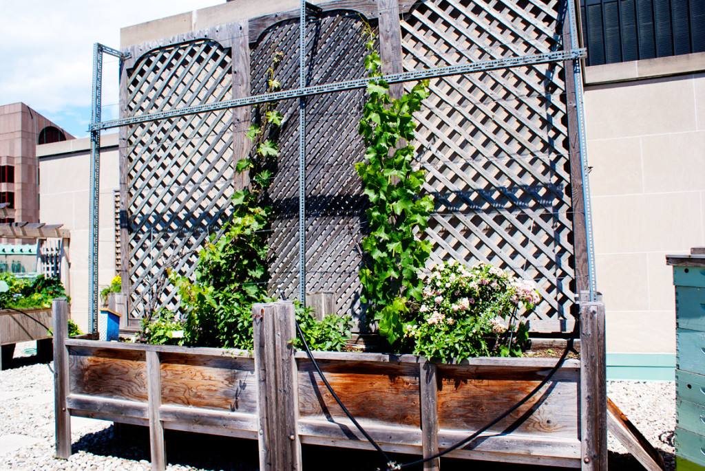 Royal York mini-vineyard